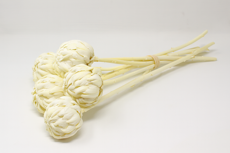 Bleached White Protea Flower Stems