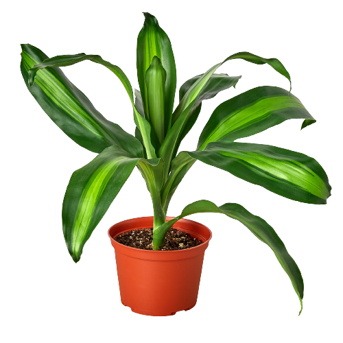 corn plant dracaena fragrans massangeana Dracaena 'Massangeana' – Corn Plant / Dragon Tree Easy Tropical Indoor Plant – The Garland Guy