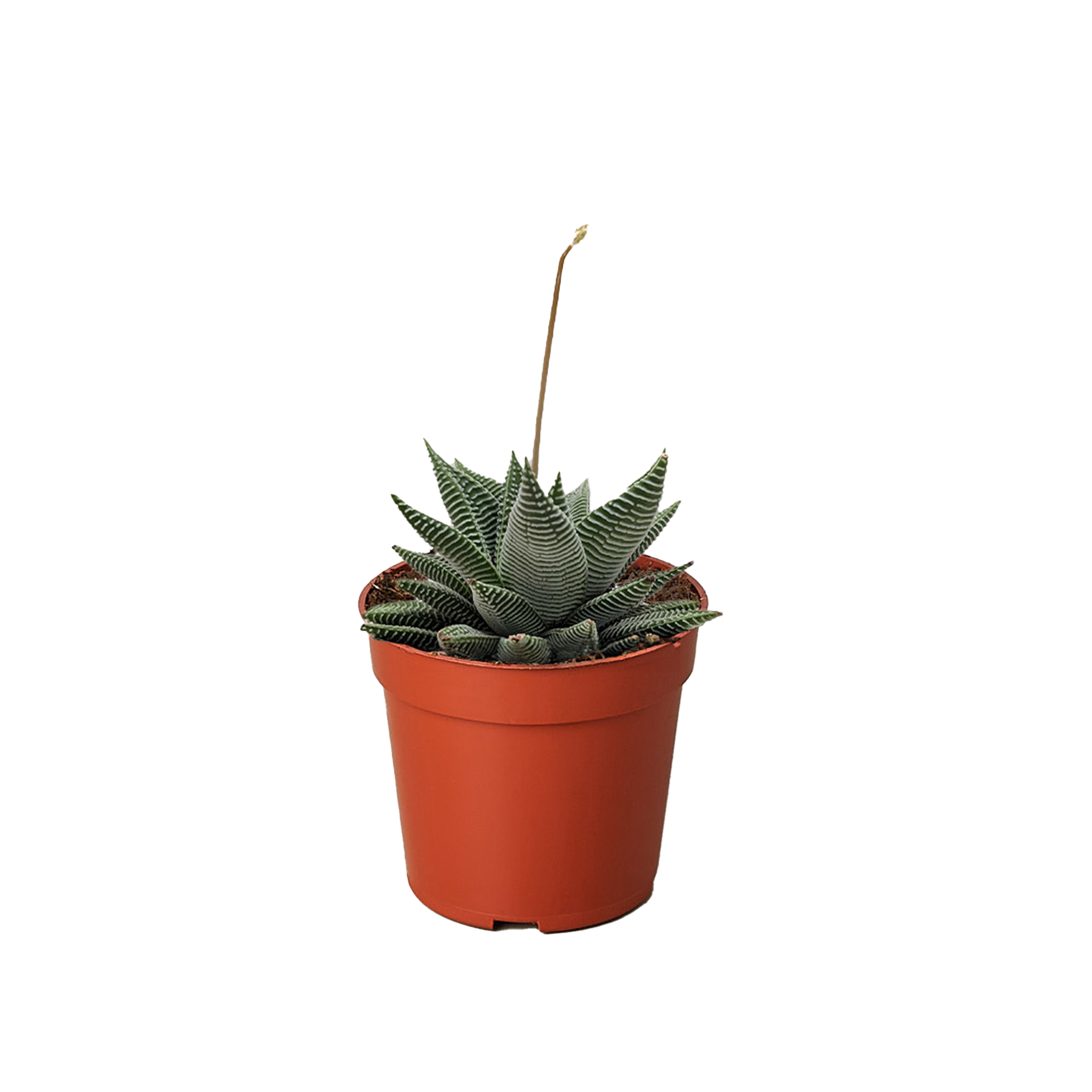 succulents for sale miami Succulent Haworthia Miami