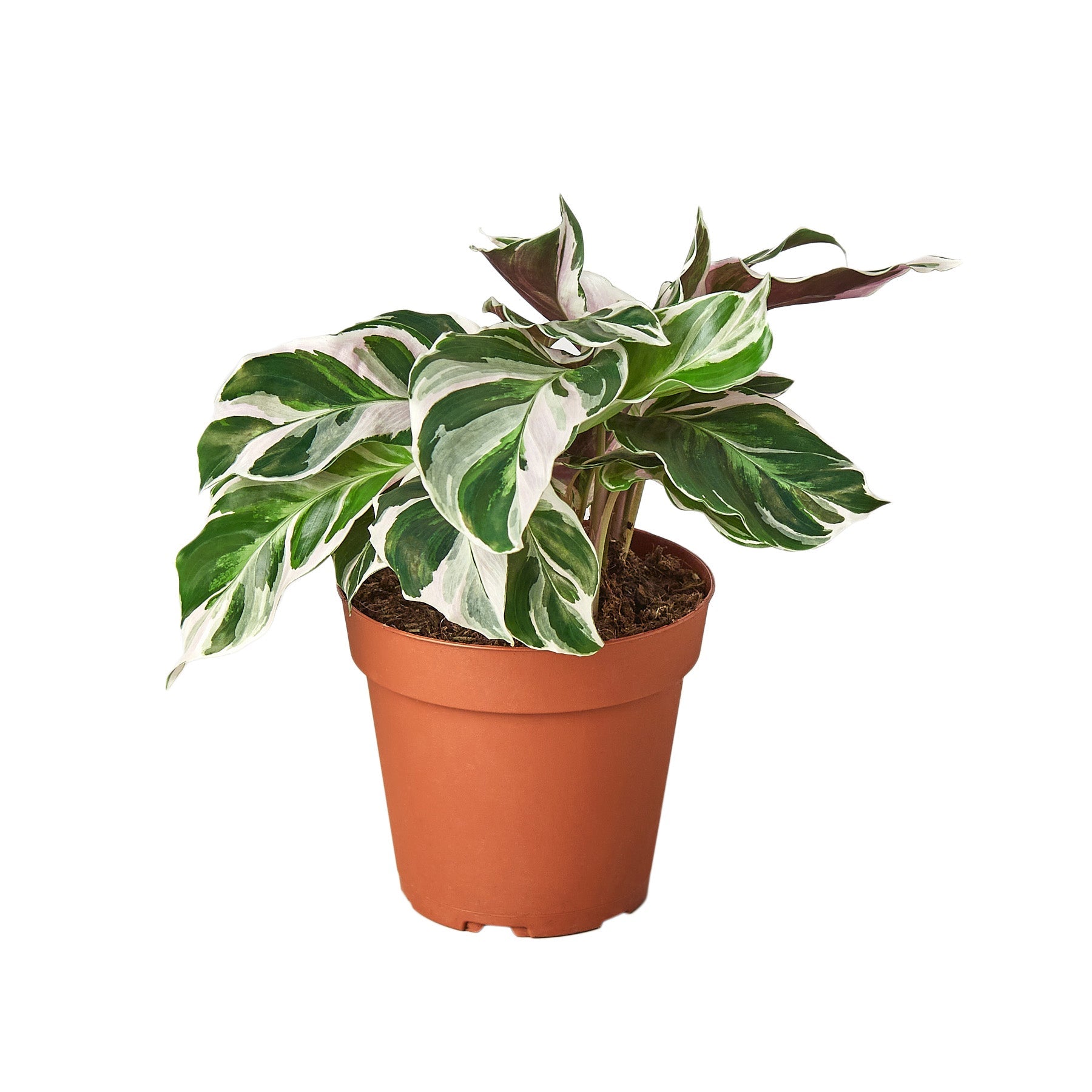 Calathea 'White Fusion' – Striking, Pet-Safe Tropical Foliage – The Garland  Guy