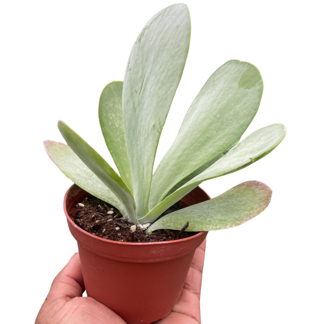 flat succulent plant Kalanchoe ‘Flap Jack’ – Paddle Plant (4" Pot)
