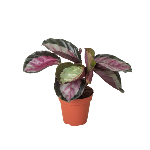 Calathea roseopicta 'Silvia' – The Garland Guy