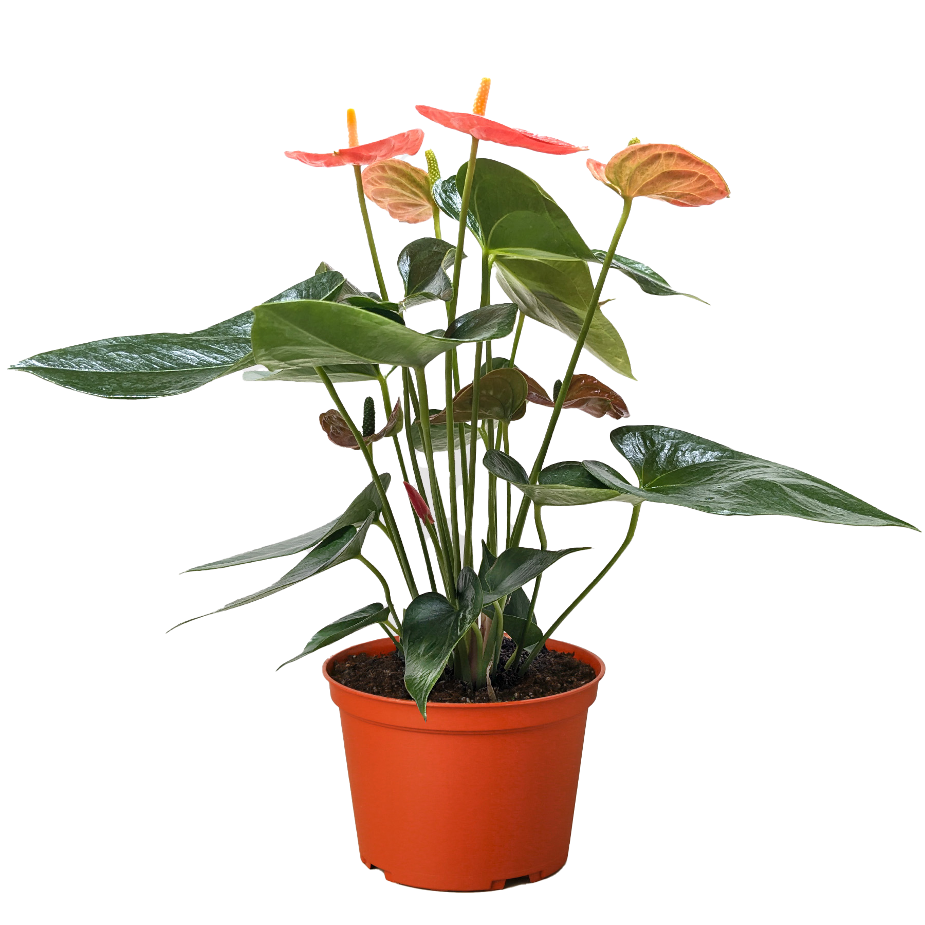 anthurium flower orange Anthurium 'Orange'
