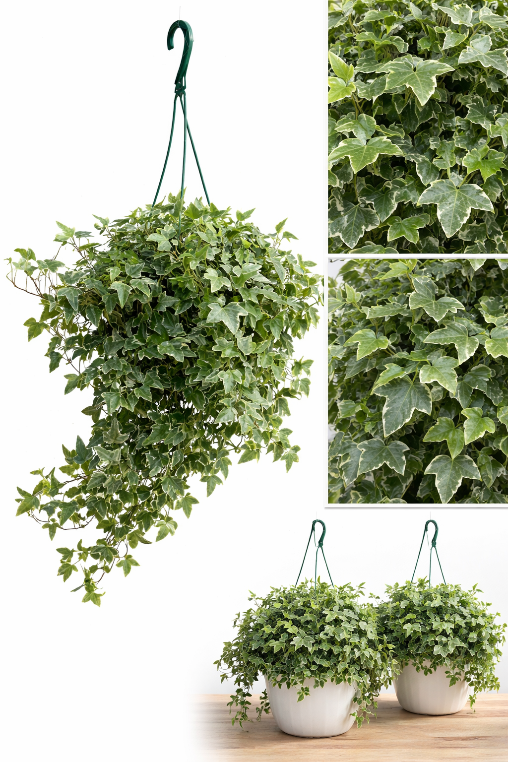 variegated plants for hanging baskets Variegated English Ivy Plant in Hanging Basket – Lush, Air-Purifying I – The Garland Guy