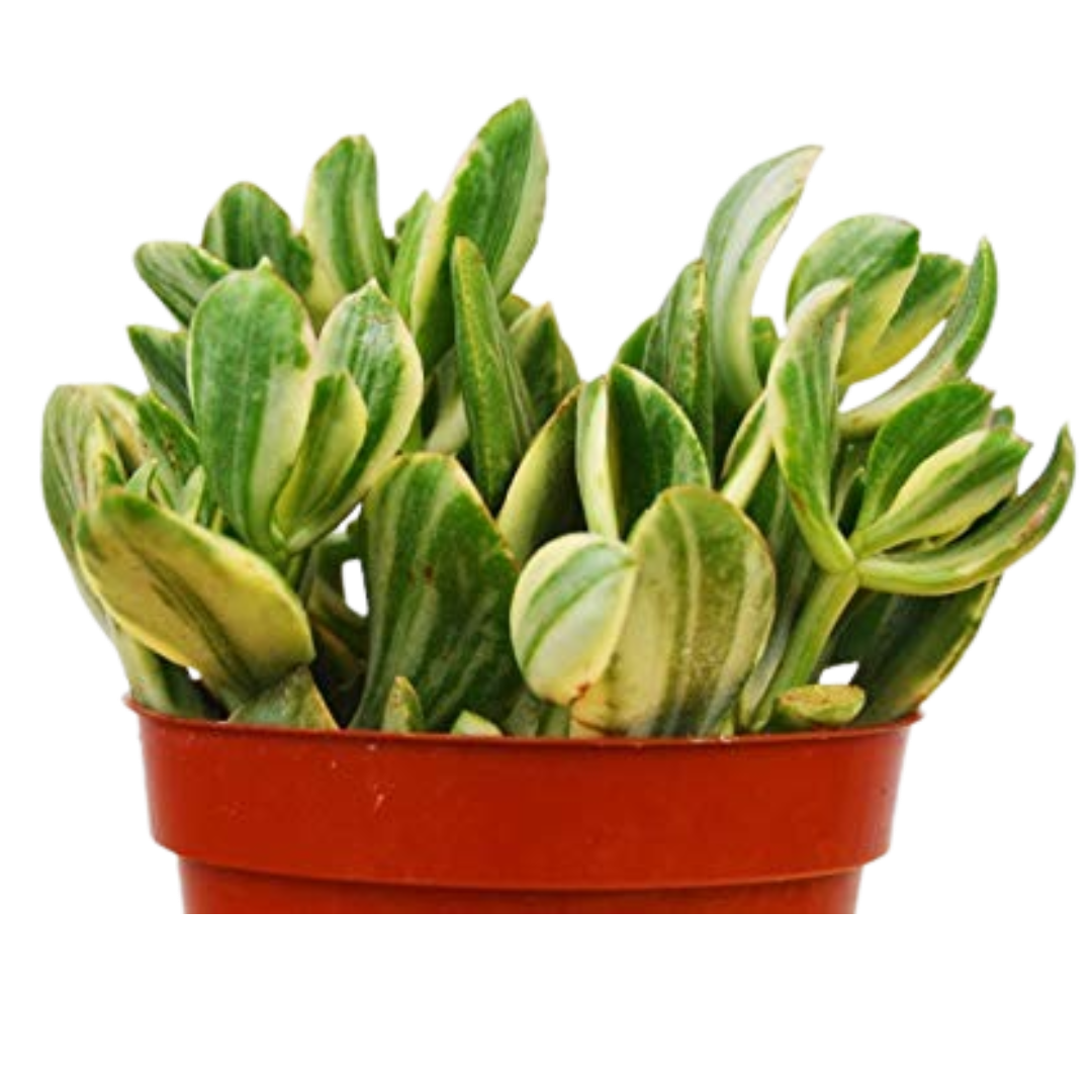 Crassula Ovata 'Variegated Jade' Succulent