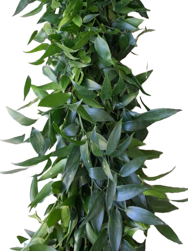 Italian Ruscus Garland