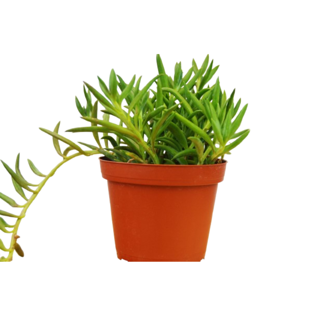 succulent with thin green leaves Senecio Succulent 'Fish Hooks' – The Garland Guy