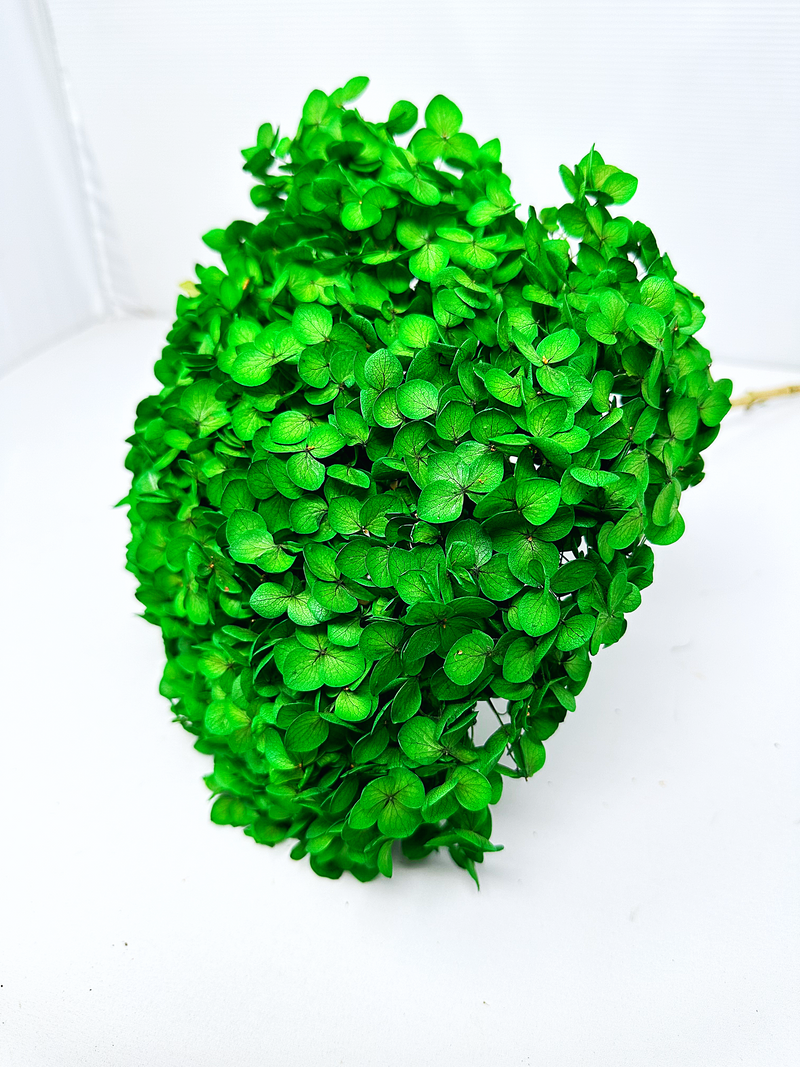 Large Bleached, Preserved Green Hydrangeas