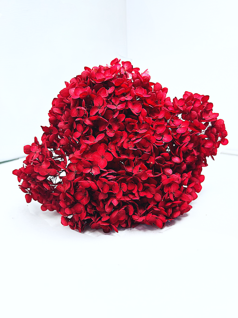 Large Bleached, Preserved Red Hydrangeas