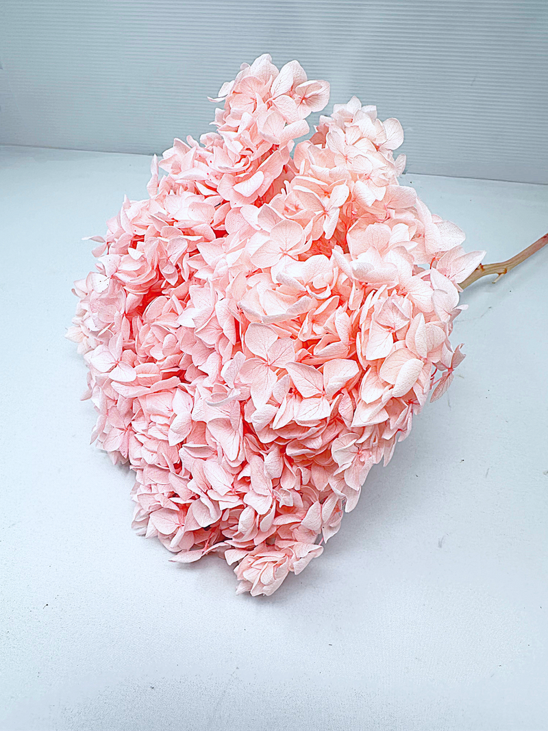 Large Bleached, Preserved Pink Hydrangeas