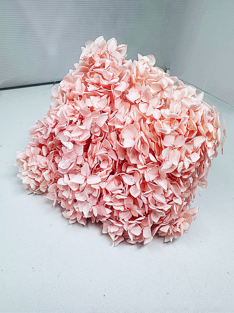 Large Bleached, Preserved Pink Hydrangeas