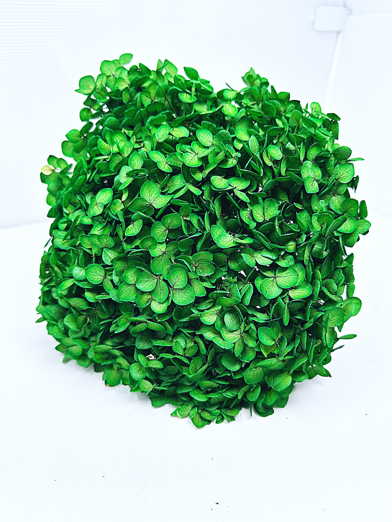 Large Bleached, Preserved Green Hydrangeas