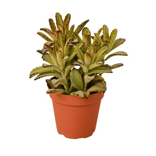 chocolate soldier succulent plant The Snobby Leaf | Kalanchoe Tomentosa 'Chocolate Soldier' Succulent - 4 inch Pot