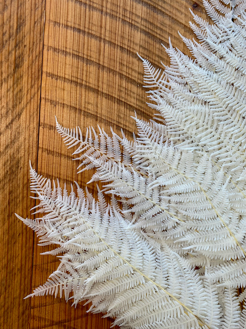 Dried Leather Leaf