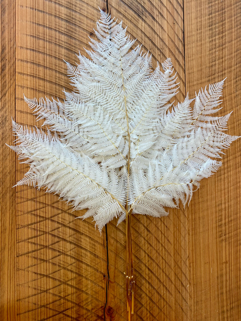 Dried Leather Leaf