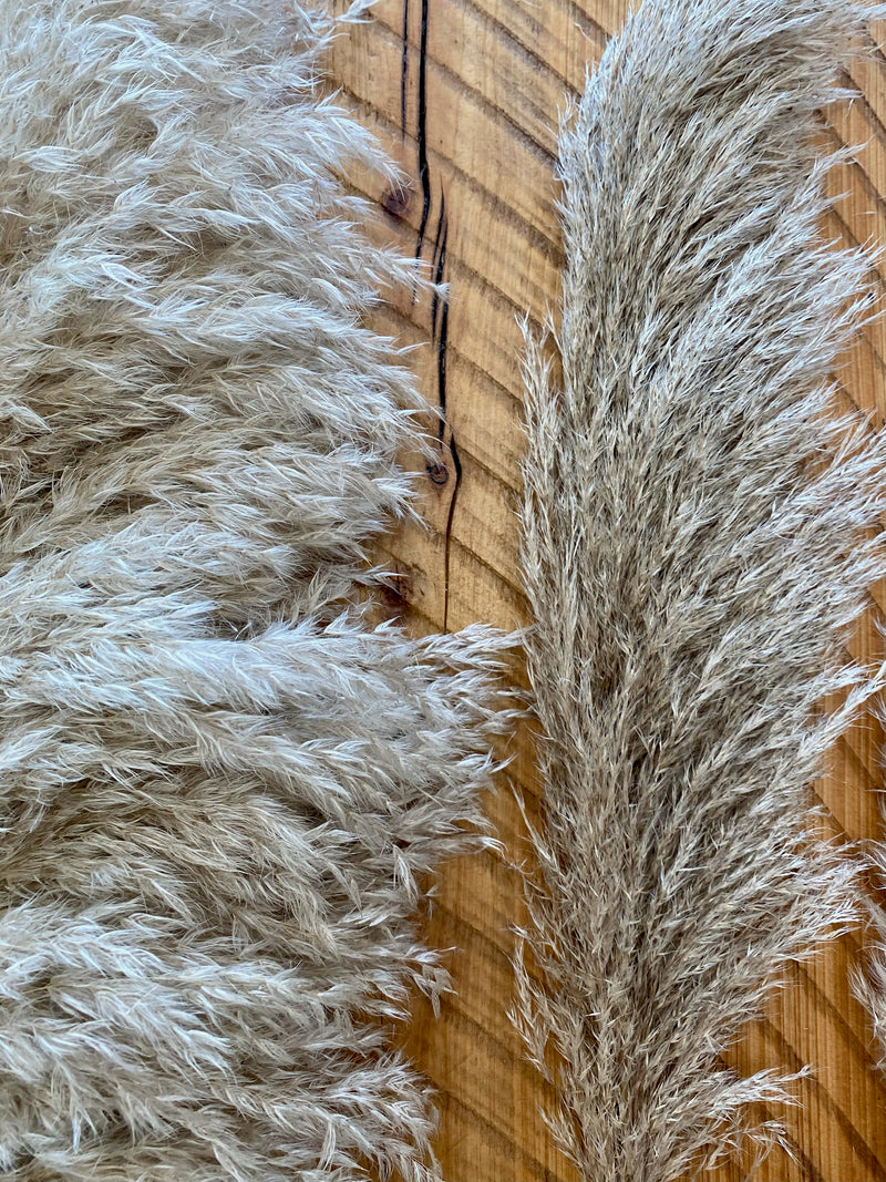 Pampas Grass