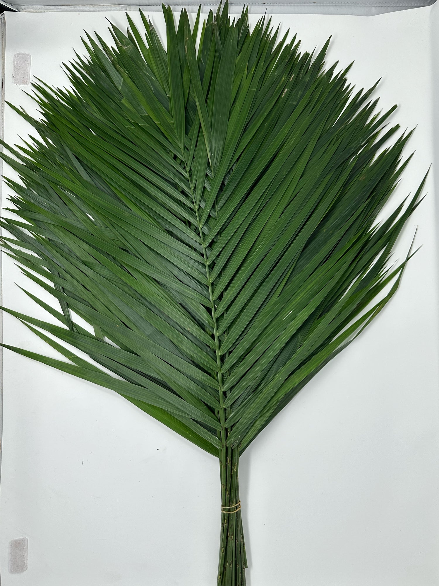 TeePee Palm