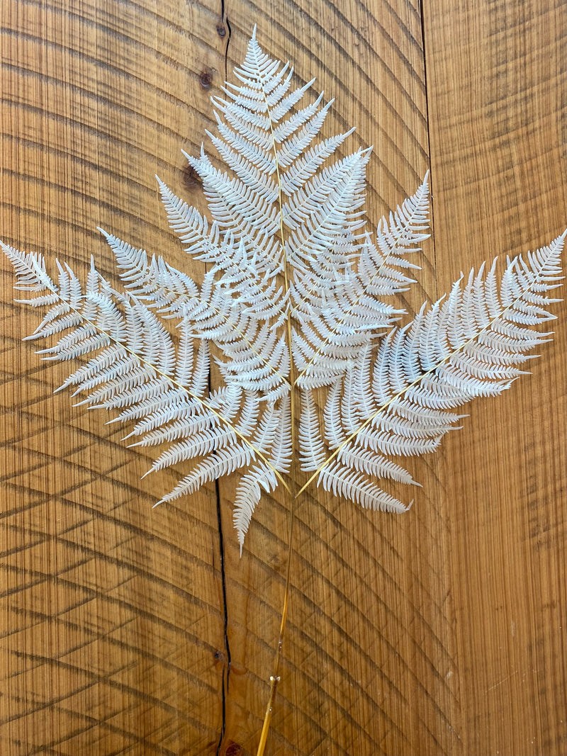 Dried Leather Leaf