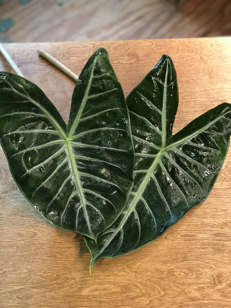 Alocasia Bunches