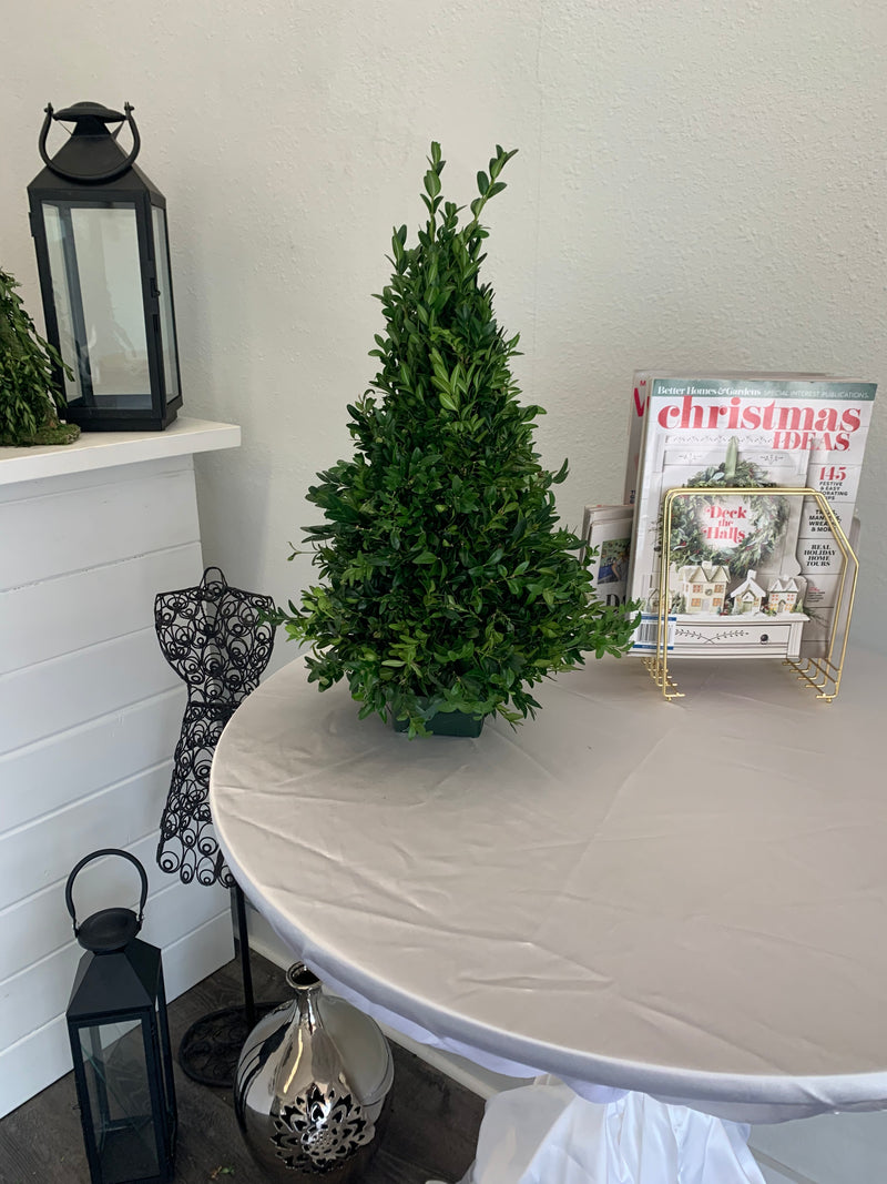 Table Top Boxwood Christmas Trees