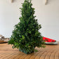 Table Top Boxwood Christmas Trees