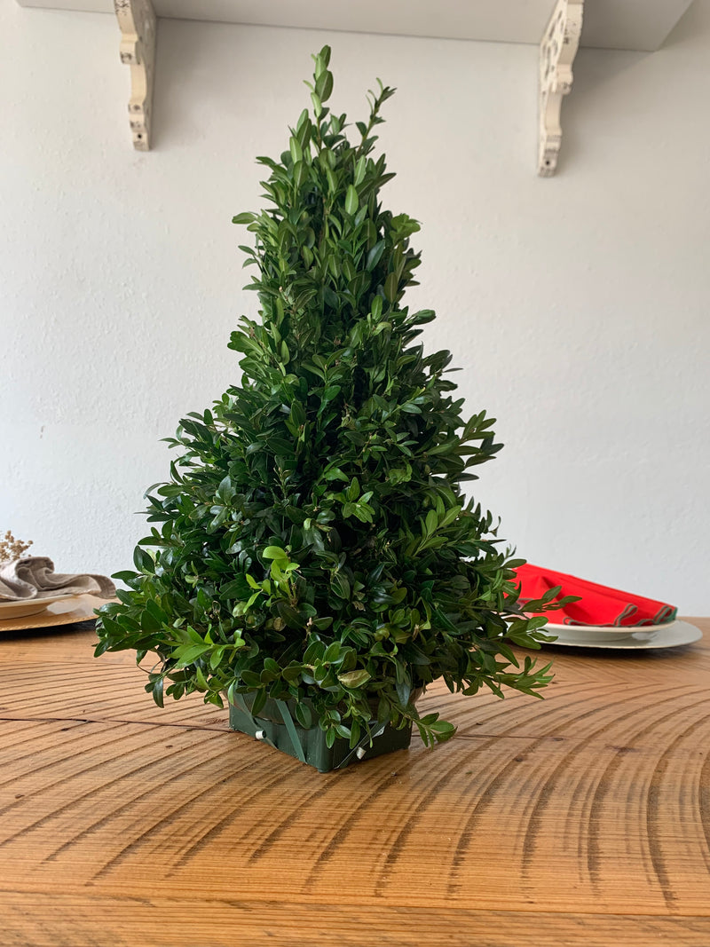 Table Top Boxwood Christmas Trees