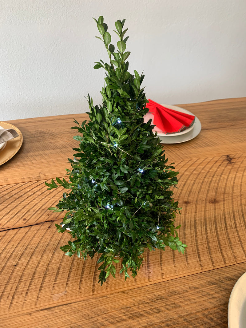 Table Top Boxwood Christmas Trees