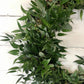 Italian Ruscus and Seeded Eucalyptus Wreath