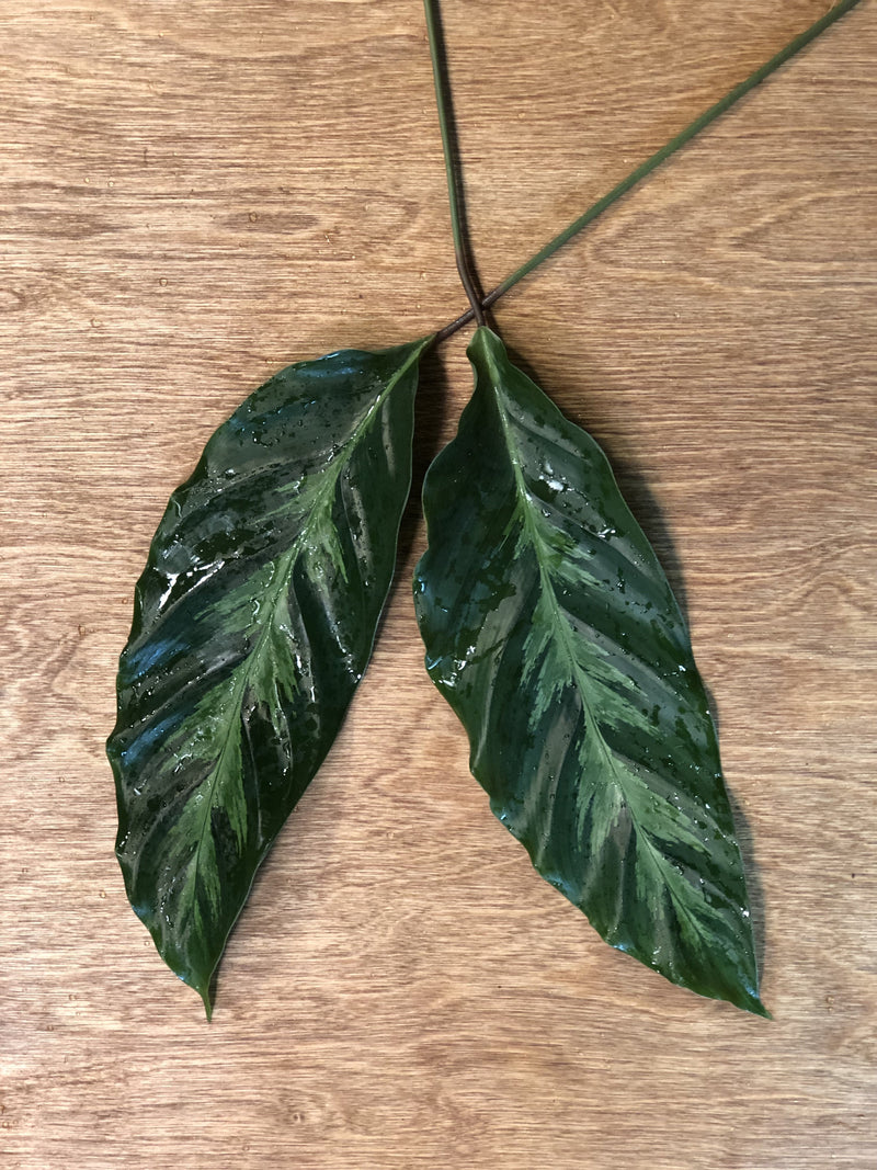 Louie Calathea Bunches