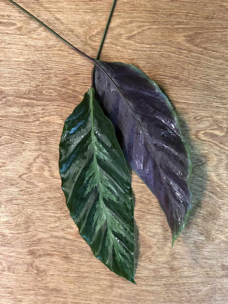 Louie Calathea Bunches