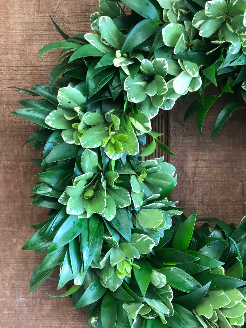 Nagi and Variegated Pittosporum Wreath