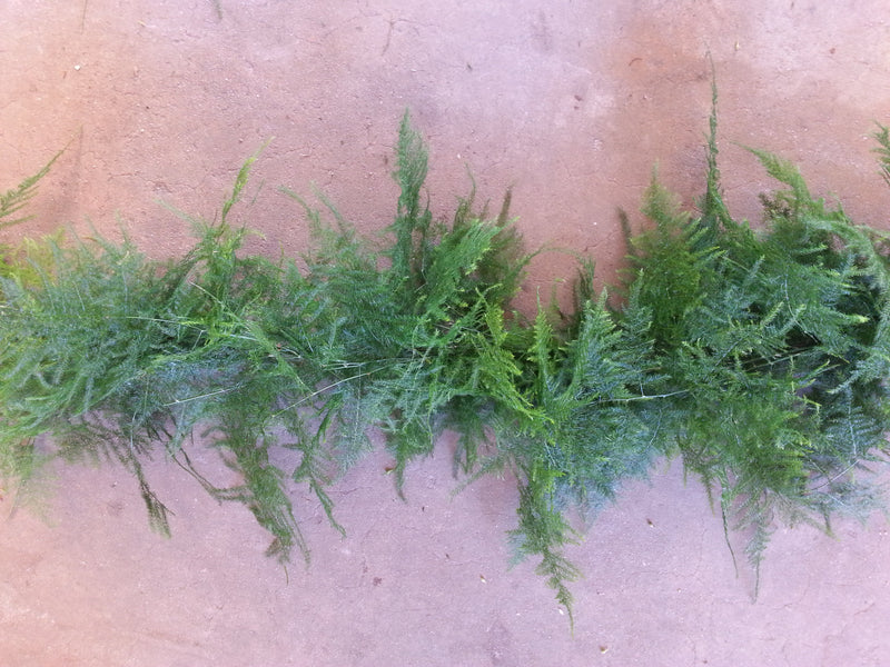 Classic Plumosa Garland (Asparagus Fern)