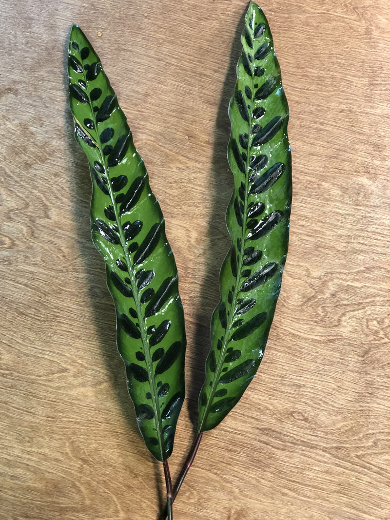 Rattle Snake Calathea Bunches