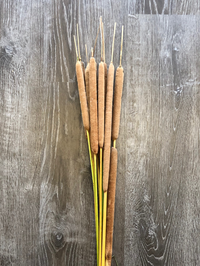 Cattail Bunches