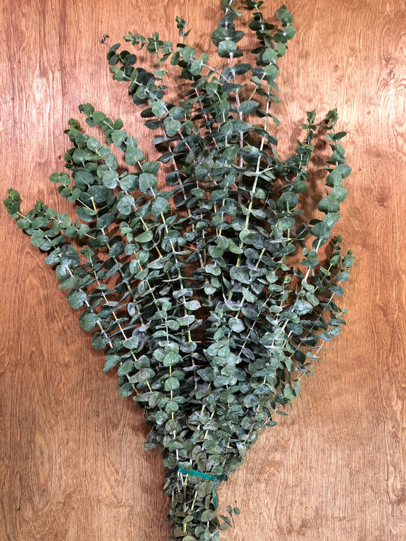 Baby Blue Eucalyptus Bunches