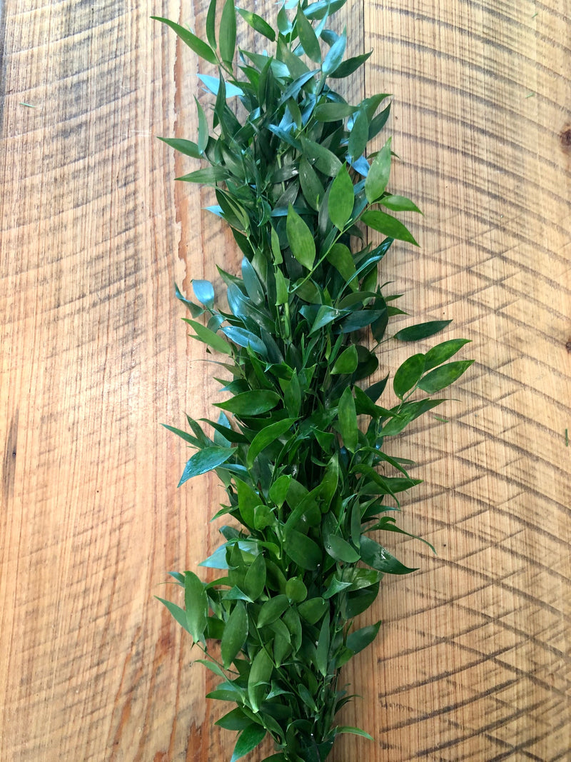 Italian Ruscus Garland