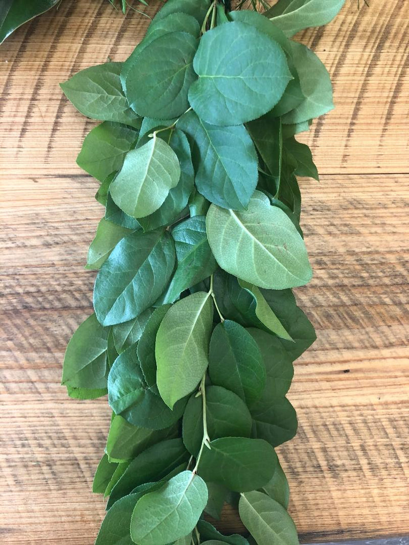 Salal Garland (Lemon Leaf)