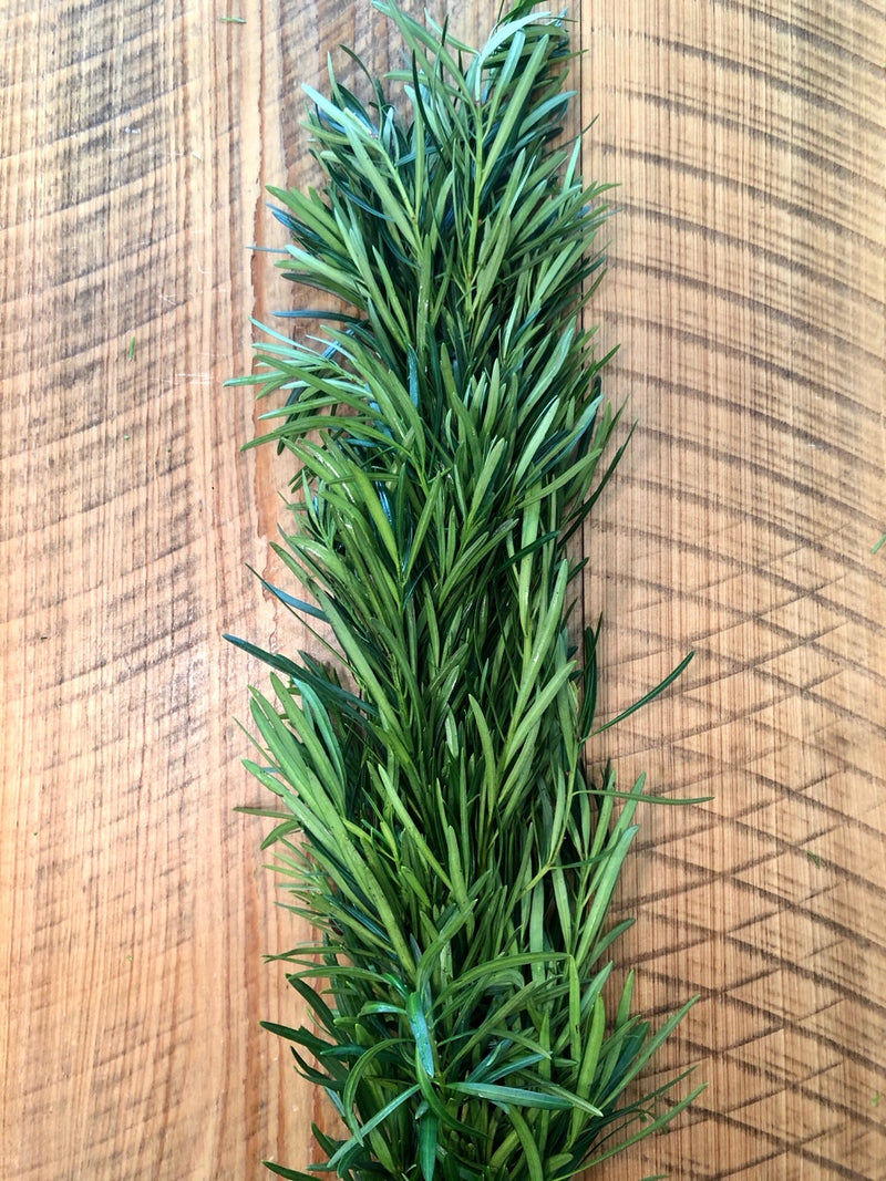 Podocarpus Garland