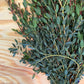 Parvifolia Eucalyptus
