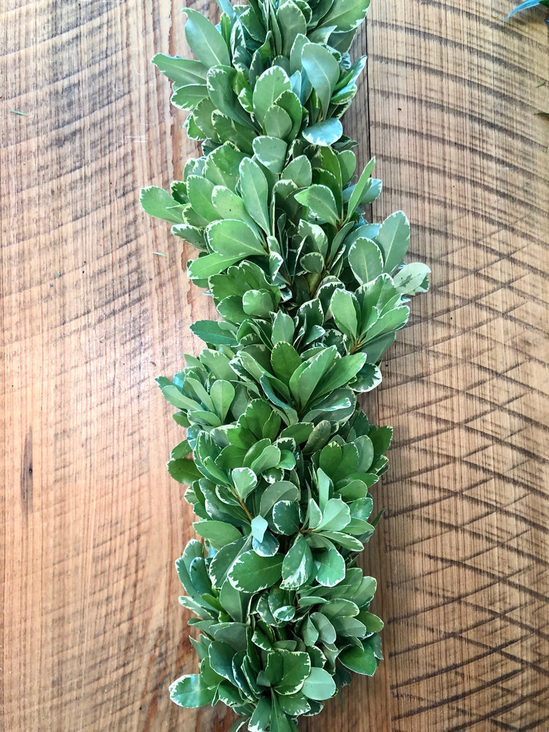 Variegated Pittosporum Garland