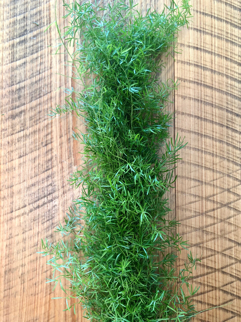 Springeri Garland