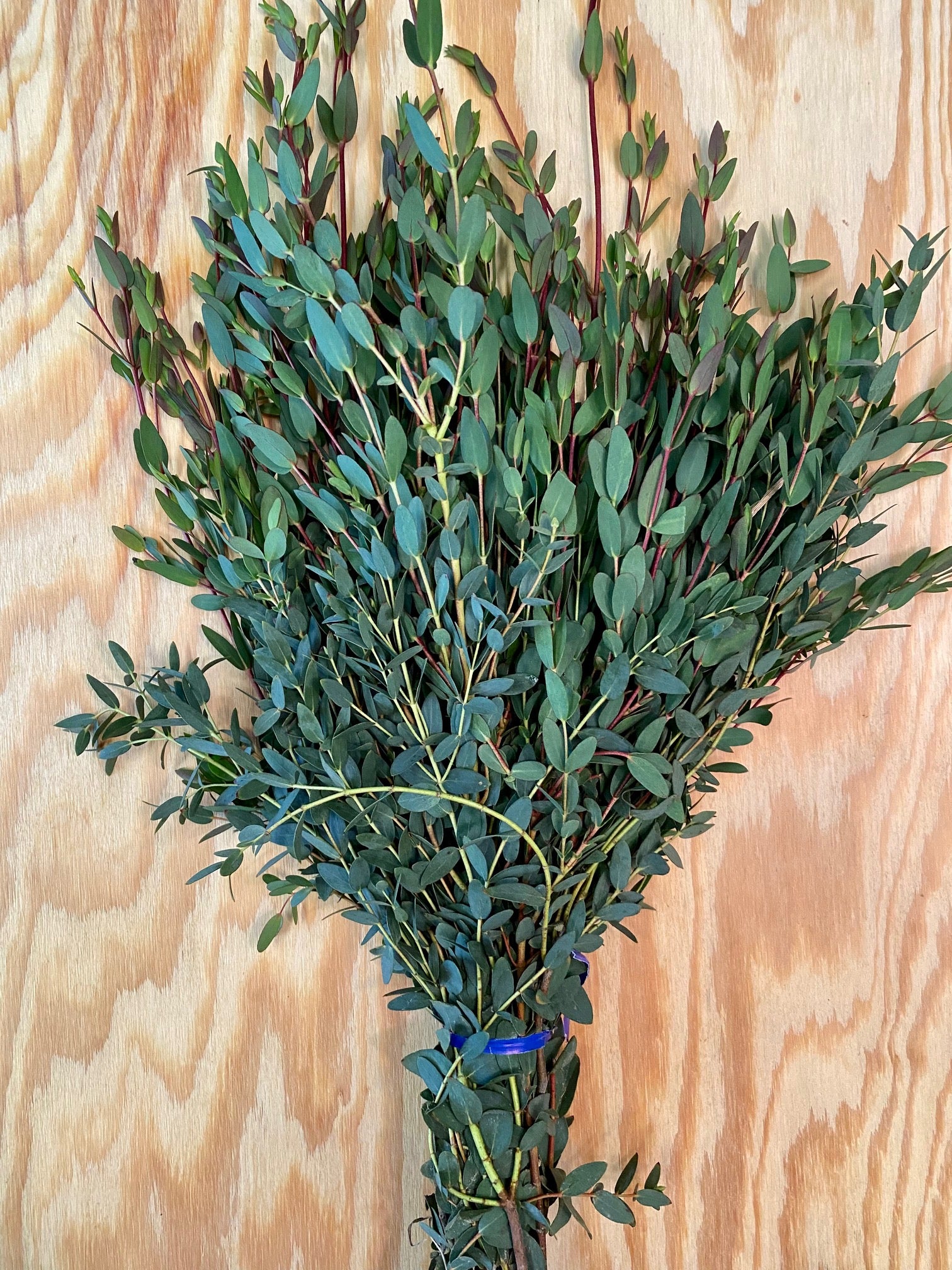 Parvifolia Eucalyptus – The Garland Guy