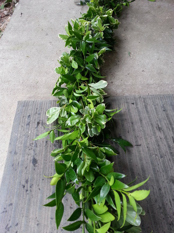 Nagi and Variegated Pittosporum Garland