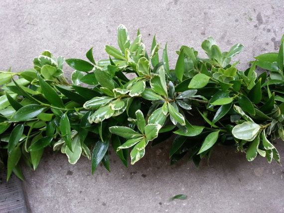 Nagi and Variegated Pittosporum Garland