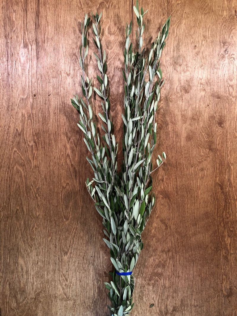 Olive Leaf Bunches