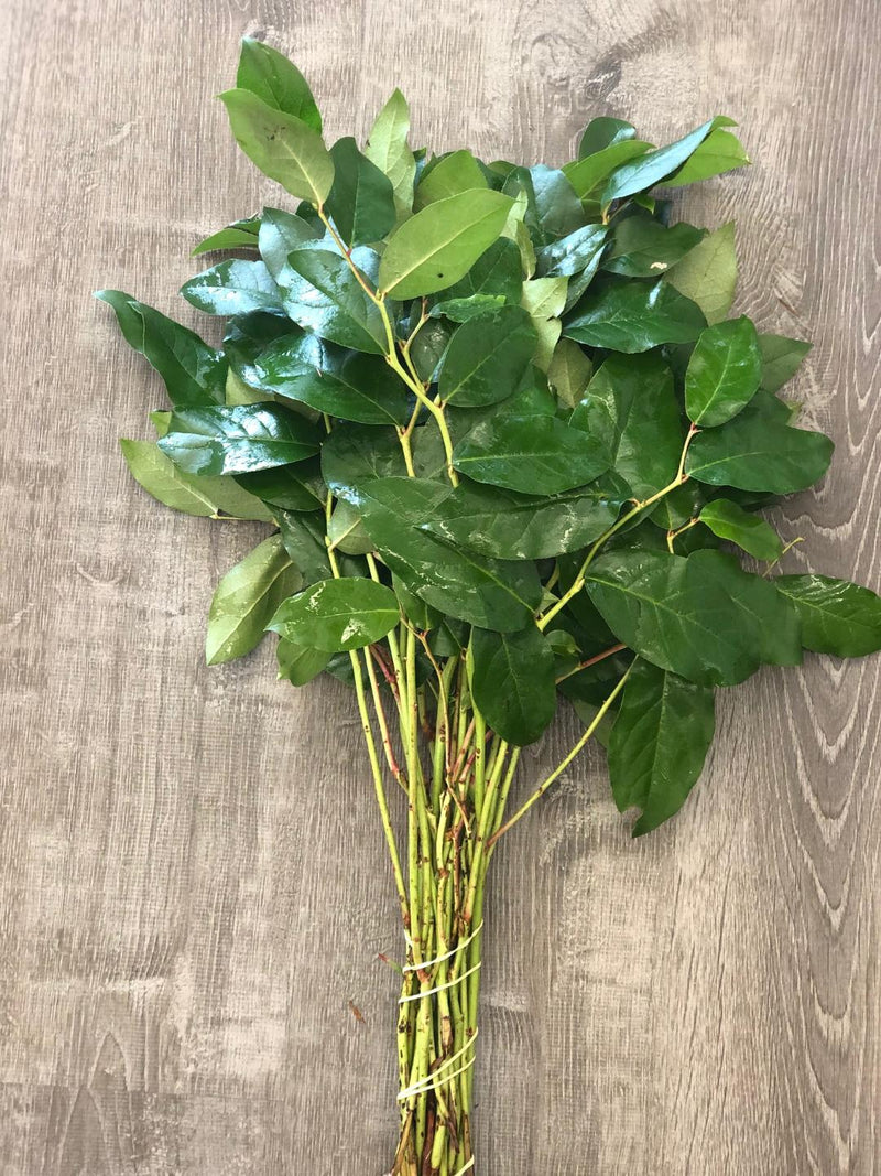 Salal Tips (Lemon Leaf)