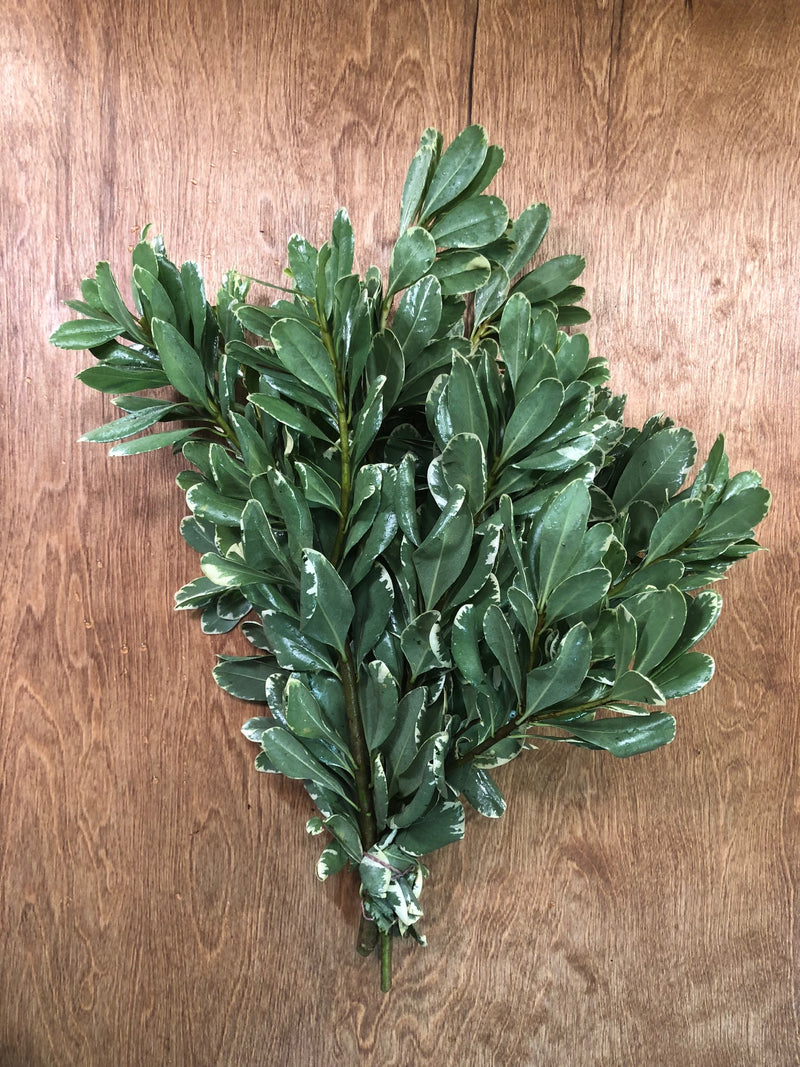 Variegated Pittosporum Bunches