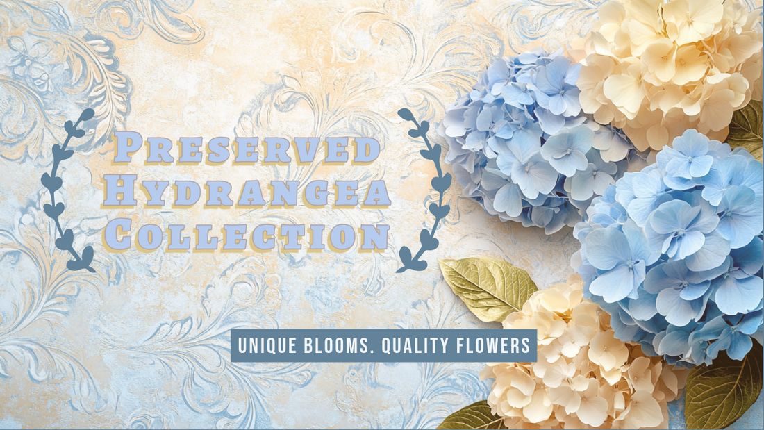 All-New Dried and Preserved Hydrangeas Collection