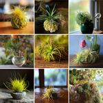 Air Plants