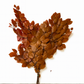 Copper Beech- Fall Preserved Leaves